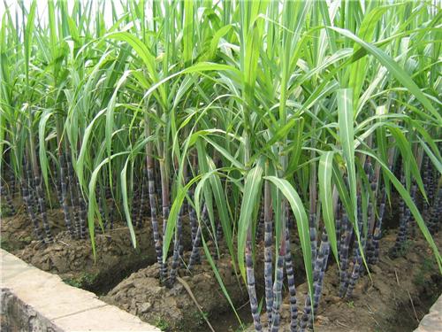 Sugarcane-Farming.jpg