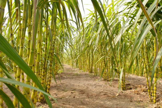 4696257_sugar-cane-field_620.jpg